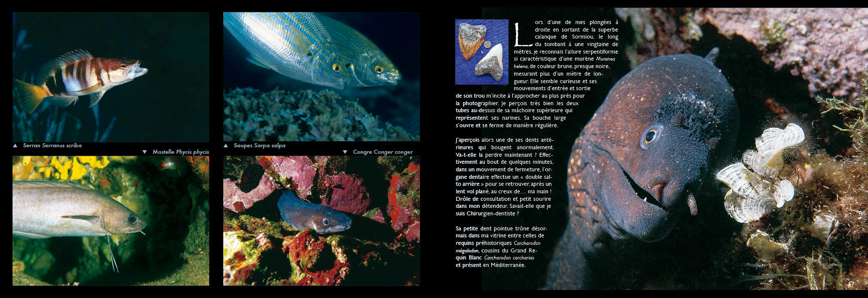 IMMERSION IN Sormiou